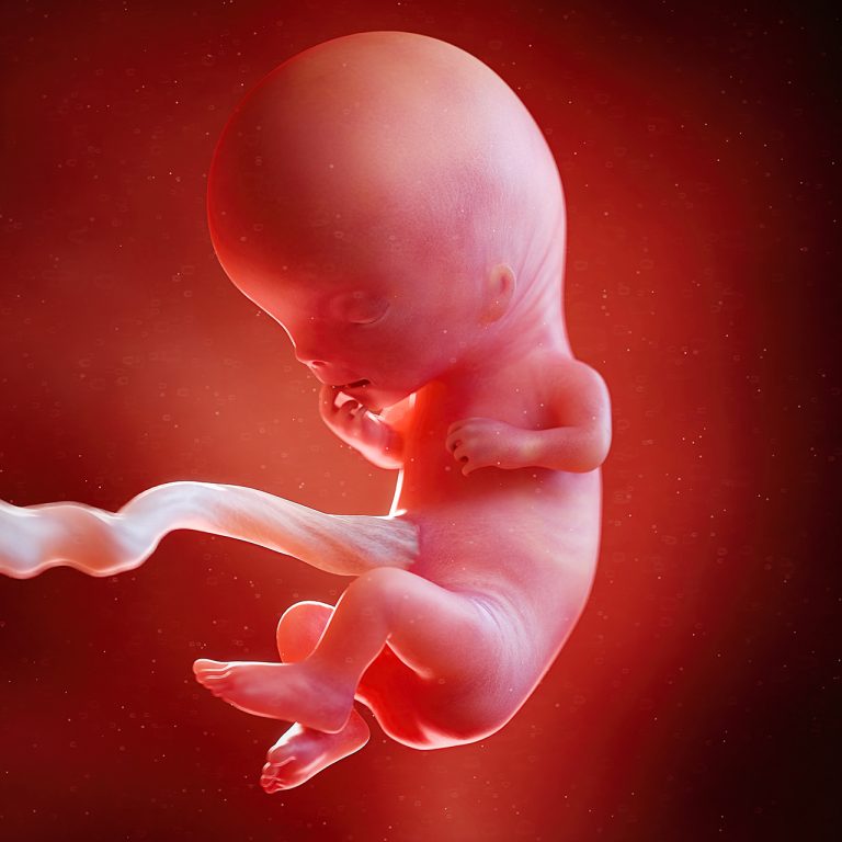 Животът на нероденото в утробата на неговата майка